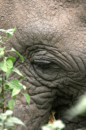 elephant eye 002