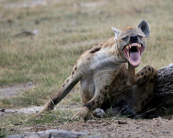 Hyena