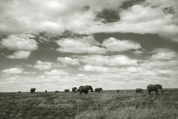 Serengeti Elephants