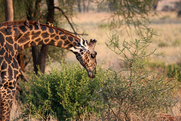 giraffe 005