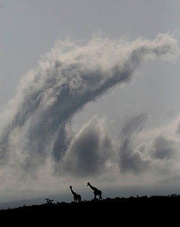 Giraffes in the Clouds