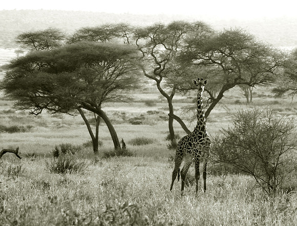 giraffe 002 BW