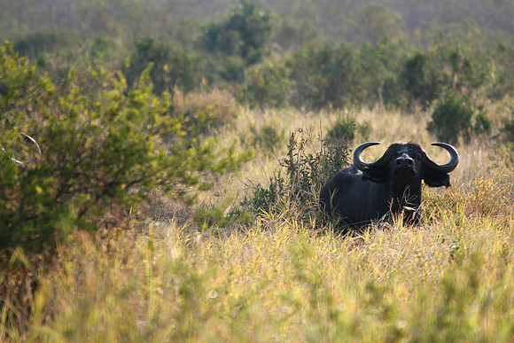 Buffalo 002