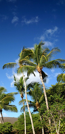 Lanai Palm Trees