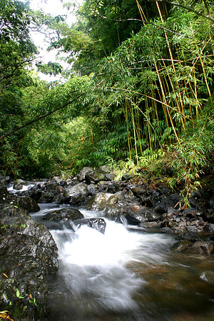 Bambu forest creek