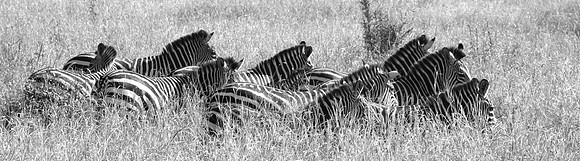 zebra wage