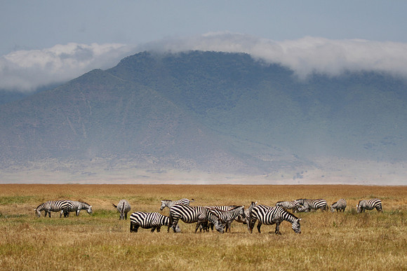 zebras at gnorongoro 10x15