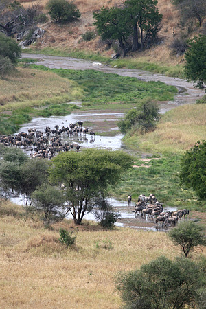 wildebeast crossing the river