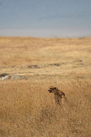 Cheeta 002