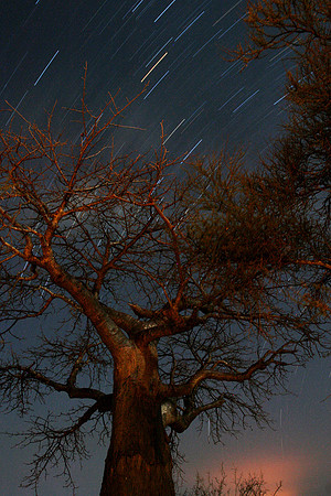 Baobads stars