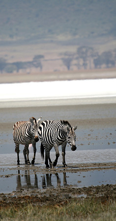 Zebras on Ngorongoro 002