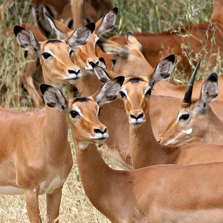 Gazelles 002