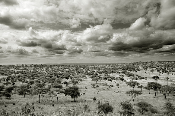 Tarangire Landscape