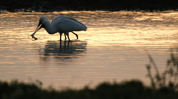 Birds on sunset water 001