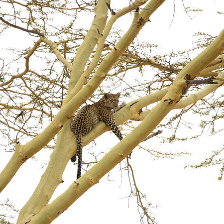 Leopard
