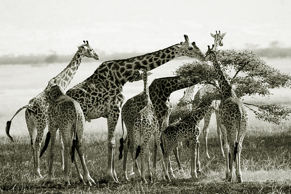 Giraffe's Parliament  BW 001