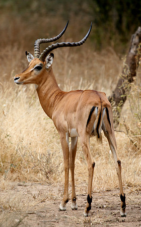 Gazelle111