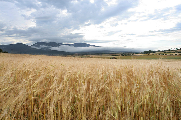 Moncayo