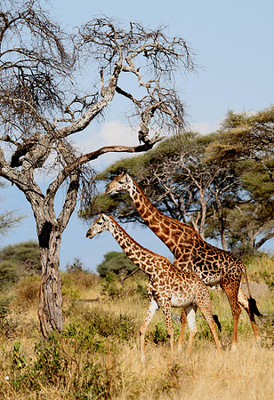 Giraffes