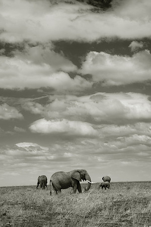 elephants in the Serengueti 002