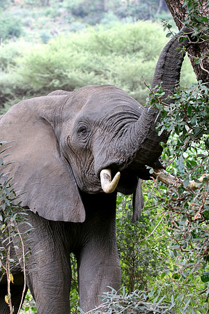 elephant in the junglle