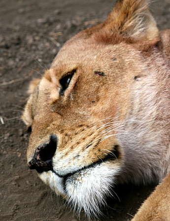 Lion on the road