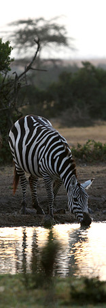 Zebra at the waterhole for sunrise -004