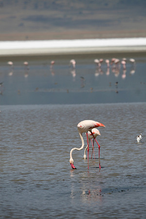 Flamengos on Grongoro 004