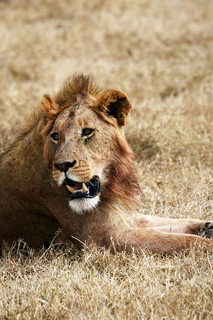 lions in Gnoronogoro 003