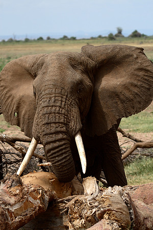 Elephant Baobab 003