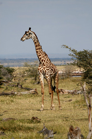 Giraffes in Lake Maniara