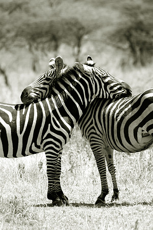 Double Zebra