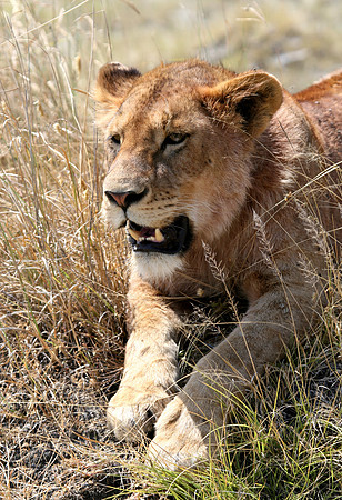 Lion in the grass