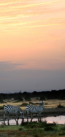 Zebras at Sunrise Sweetwaters Kenya