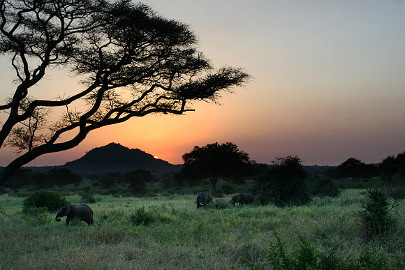 Elephants on the sunset 002