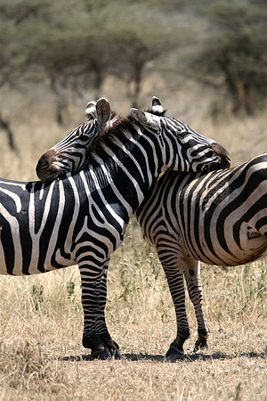 zebra 010-001