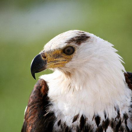 Fish eagle
