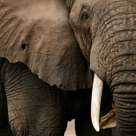 Half Elephant