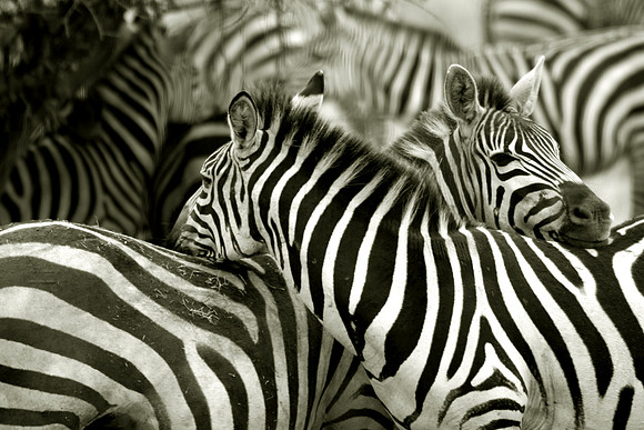 Zebras Collage