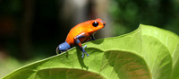 Costa Rica