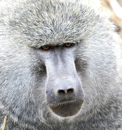 Baboon001