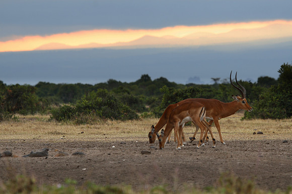 Gazele's over Mount Kenya's sunrise 002