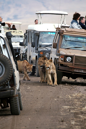 Lions between cars