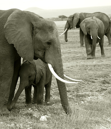 Elephant Family 002