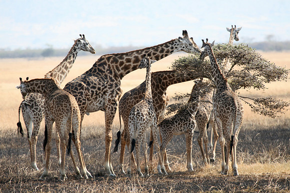 Giraffe's Parliament 002