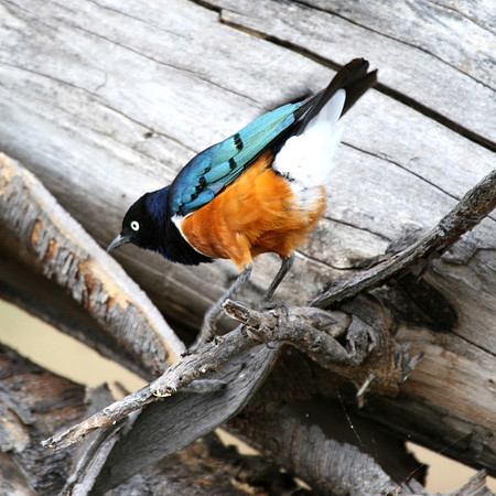 pretty bird002