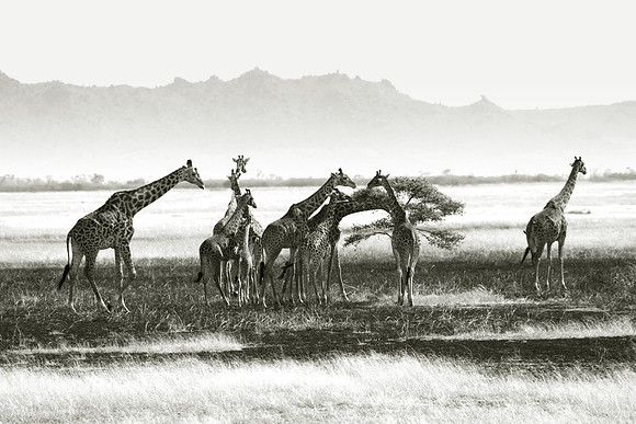 Giraffe's Parliament BW 003