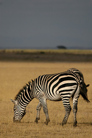 zebra 102