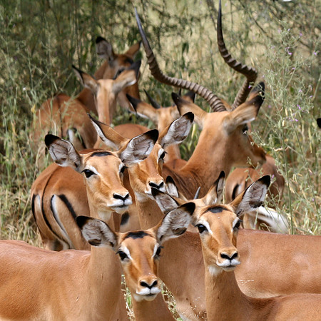 Gazelles 004