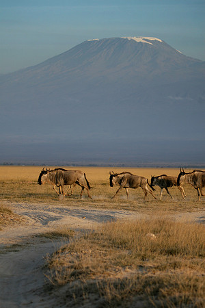 Wildebeast in Kilimanjaro